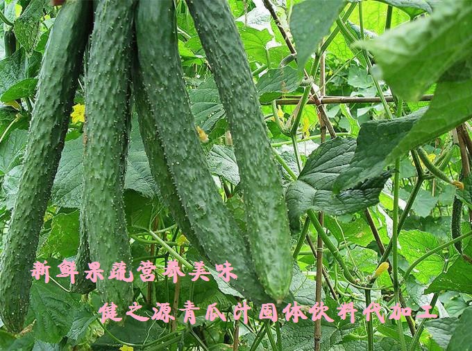 青瓜的六大營養(yǎng)價值，你知道嗎？